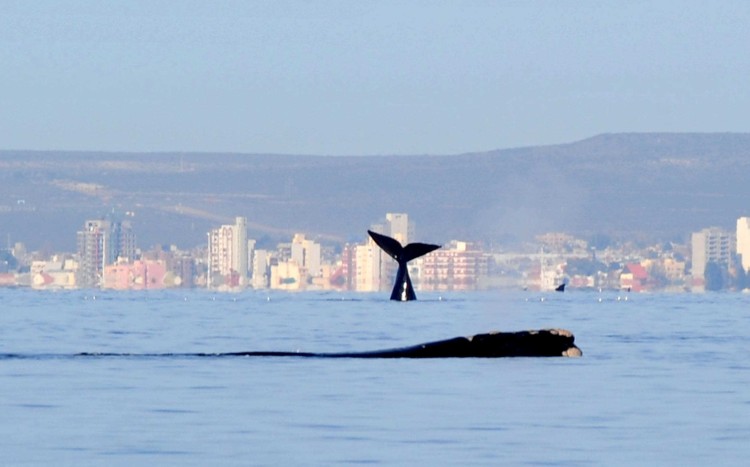 Puerto Madryn inauguró la temporada de verano 2022