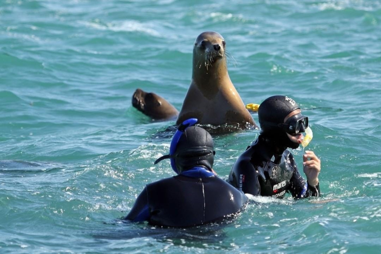 El buceo con lobos marinos le sum&oacute; m&aacute;s encanto a Las Grutas