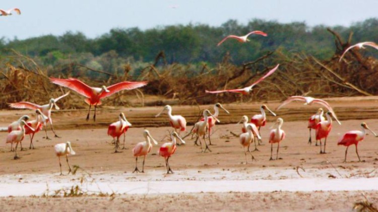 El parque nacional El Impenetrable es un destino ideal para disfrutar la naturaleza