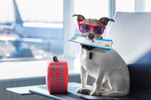 Destinos argentinos pet friendly para vacacionar con mascotas
