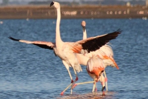 Una laguna bonaerense ofrece el mejor avistaje de flamencos
