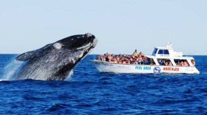 Tres provincias argentinas promocionar&aacute;n su Corredor Tur&iacute;stico Patag&oacute;nico