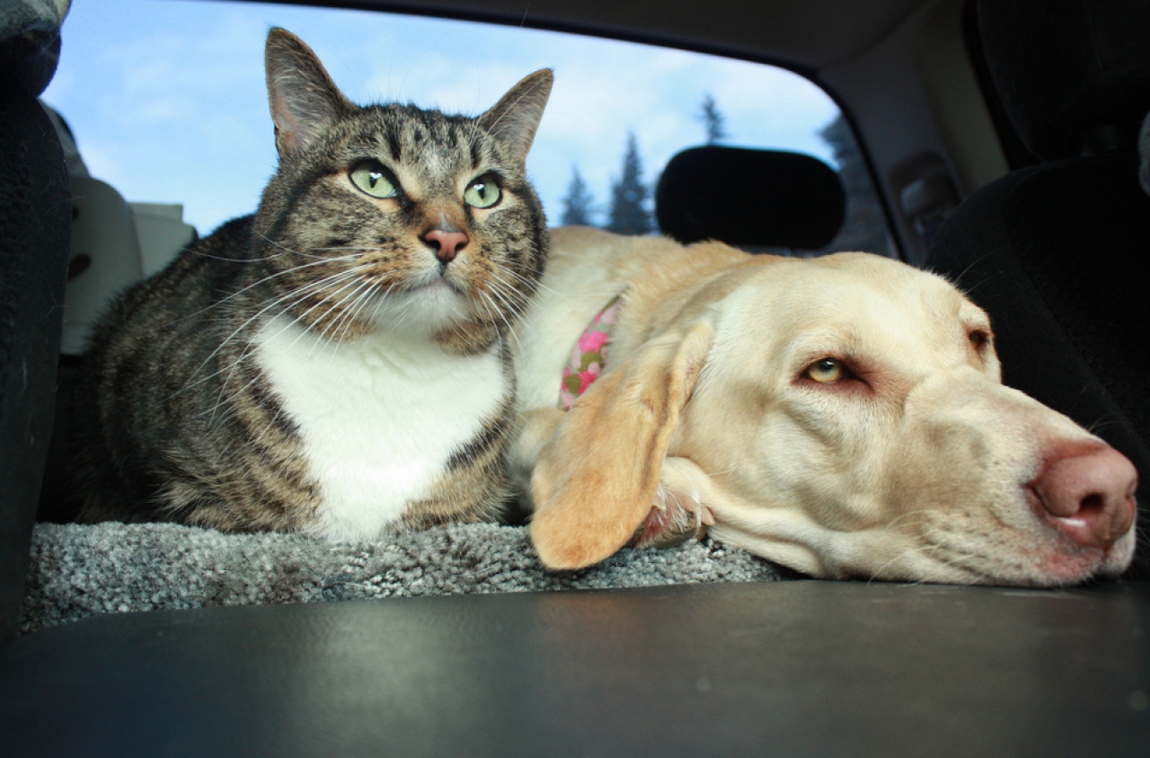 El turismo pet friendly es un tendencia argentina en crecimiento