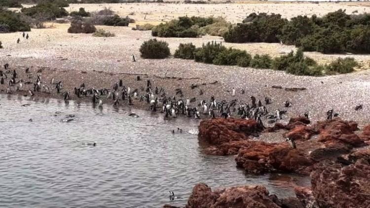 Punta Tombo batió su récord de visitas