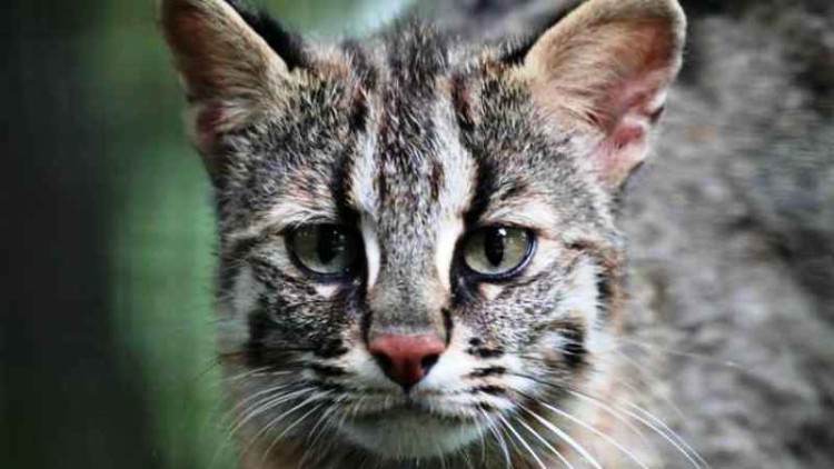 Una isla japonesa limitó el arribo de turistas para proteger a los gatos nativos