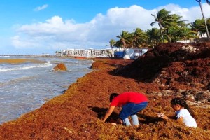 El sargazo da&ntilde;a al turismo caribe&ntilde;o