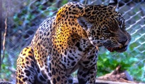 Chaco recuperar&aacute; ambientes naturales y vida silvestre